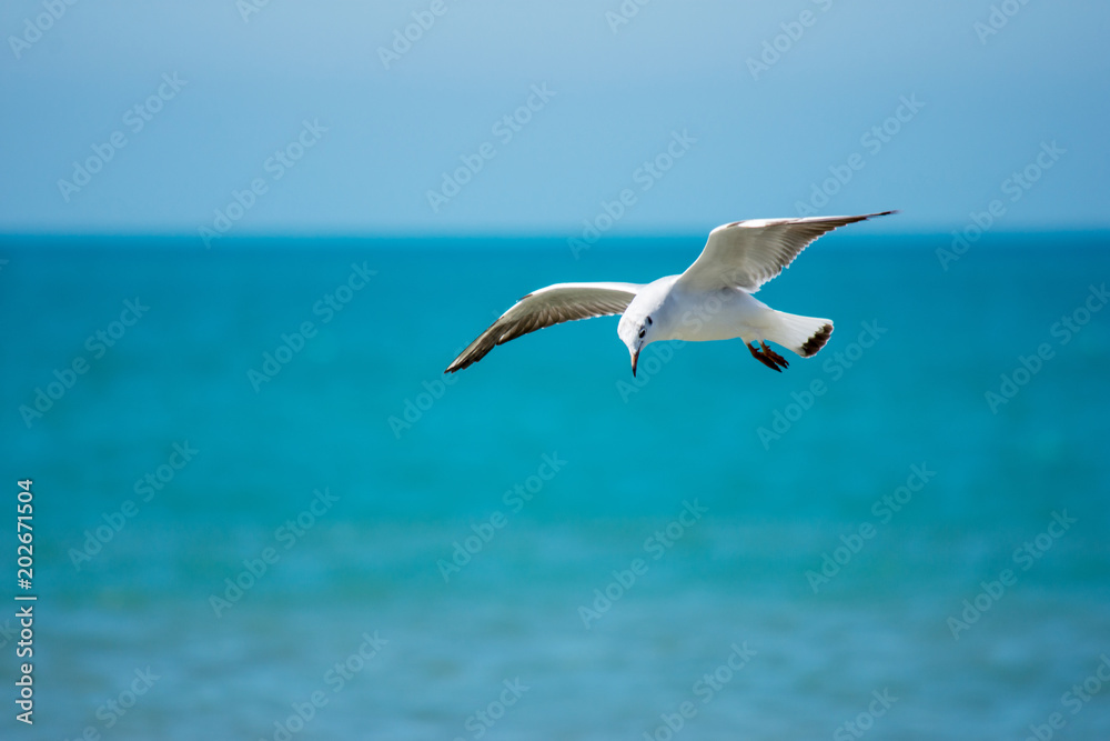 bird Seagull flies over the blue sea in search of fish bird Seagull flies over the blue sea in search of fish