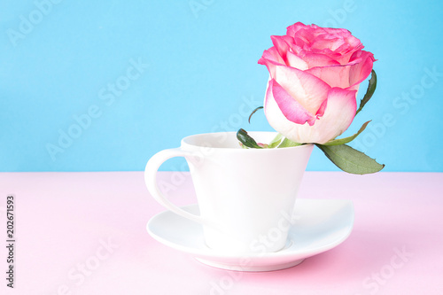 flower rose in a white vase on a pink blue graphic background in pastel colors
layout in the Scandinavian style minimalism