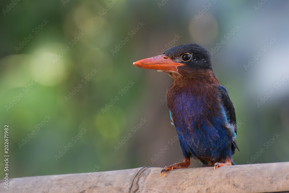 Obraz premium Kingfisher bird