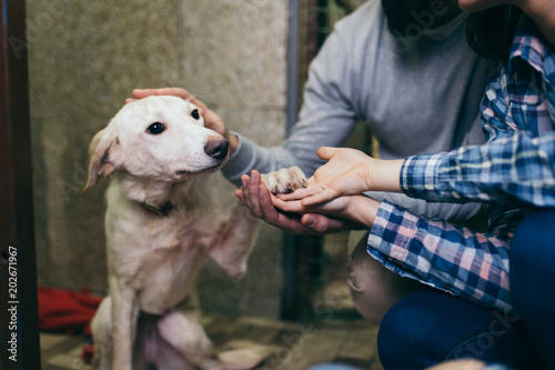 Fototapeta Naklejka Na Ścianę i Meble -  Happy family at animal shelter choosing a dog for adoption. 