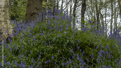 English Bluebells in the Countryside