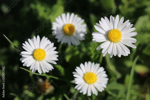 G  nsebl  mchen  Bellis perennis  - Korbbl  tler  Asteraceae  im gr  nen Gras