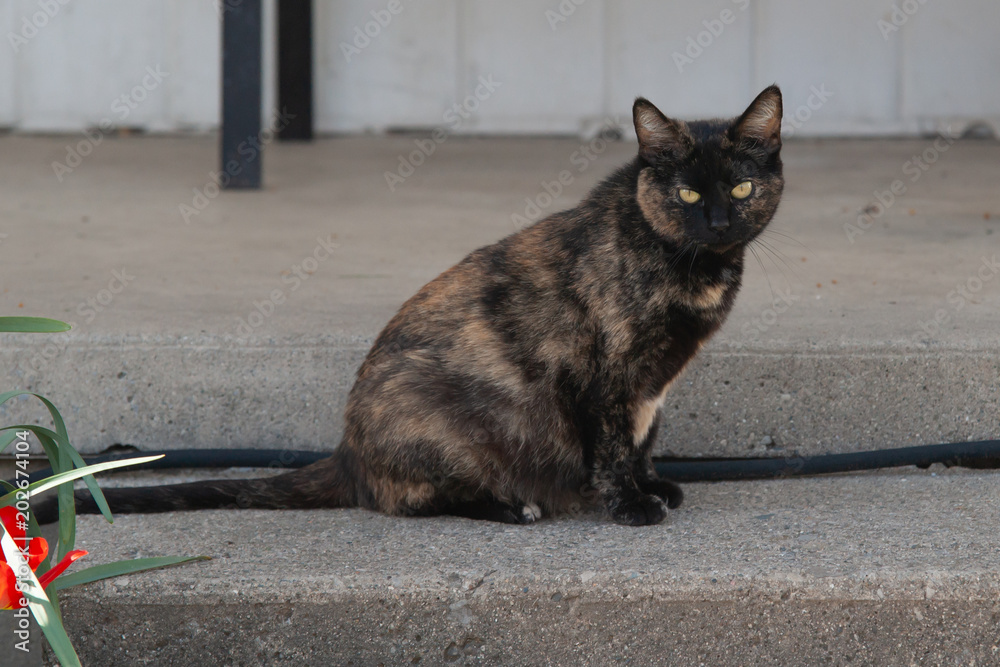 Fototapeta premium Feral Calico Cat
