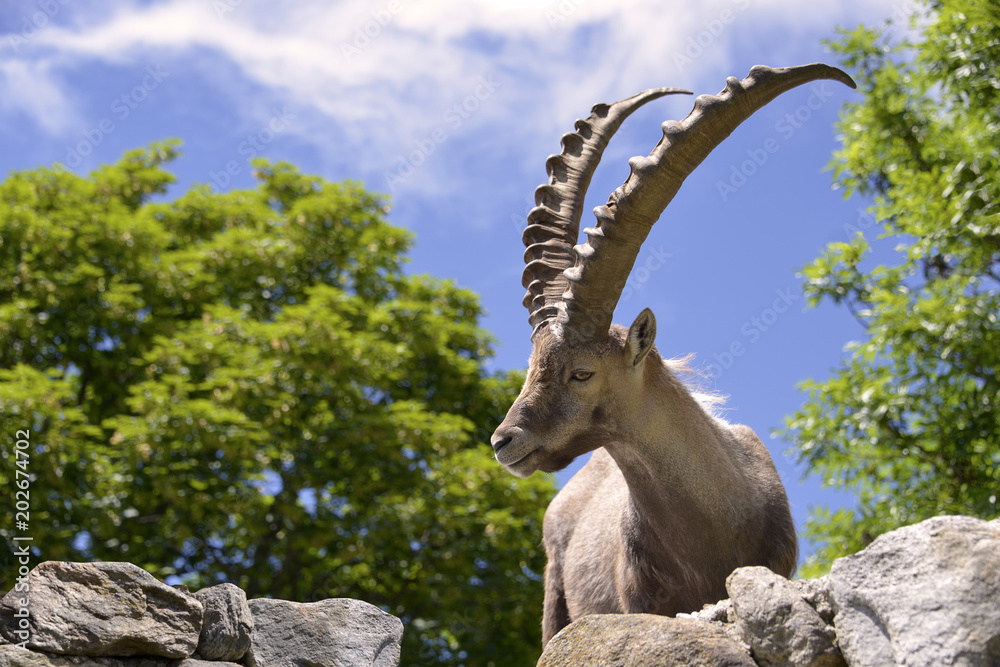 Closeup male Alpine ibex (Capra ibex) in the mountains of the Alps from around chamonix-Mont-blanc in France Closeup male Alpine ibex (Capra ibex) in the mountains of the Alps from around chamonix-Mont-blanc in France