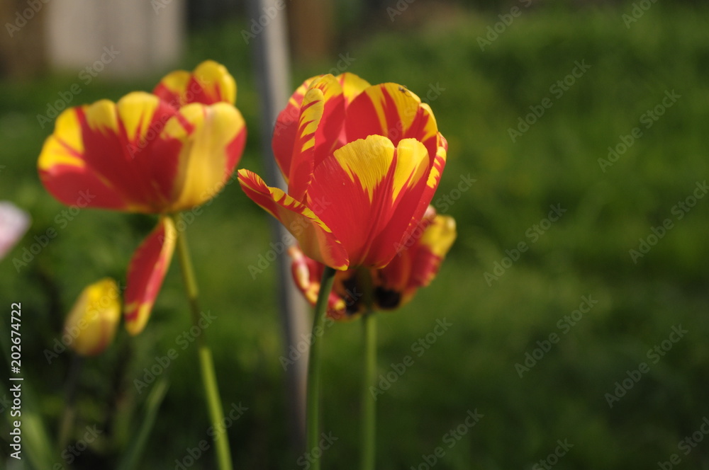 Fototapeta premium Kwiat