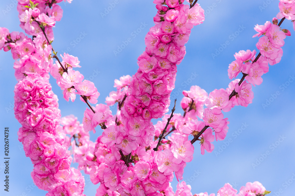 Border of blossoming pink sacura cherry tree branches in garden Border of blossoming pink sacura cherry tree branches in garden