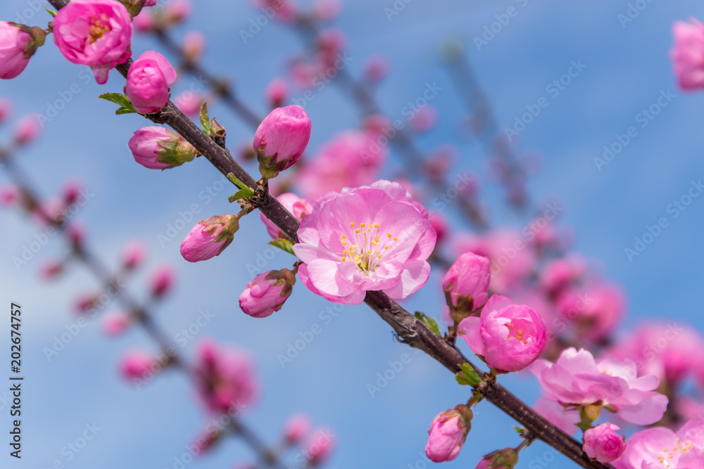 Border of blossoming pink sacura cherry tree branches in garden Border of blossoming pink sacura cherry tree branches in garden