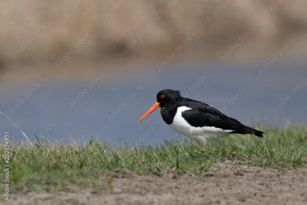 Single oystercatcher. Black and white bird with long straight red beak standing in green grass with blurred background. Summer in Kiev. Ukraine. Eurasian oystercatcher standing on grass in its habitat Single oystercatcher. Black and white bird with long straight red beak standing in green grass with blurred background. Summer in Kiev. Ukraine. Eurasian oystercatcher standing on grass in its habitat