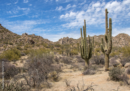 Arizona saguaro cactus near Granite mountain in Scottsdale.