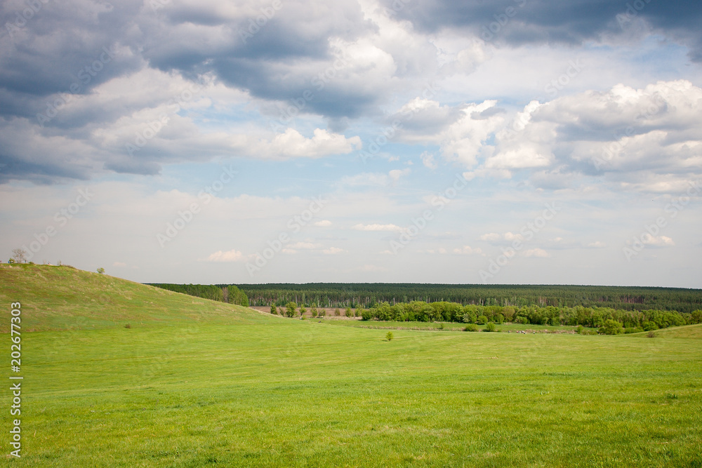 Fototapeta premium Green grass field on small hills and blue sky with clouds. Sunner landscape.