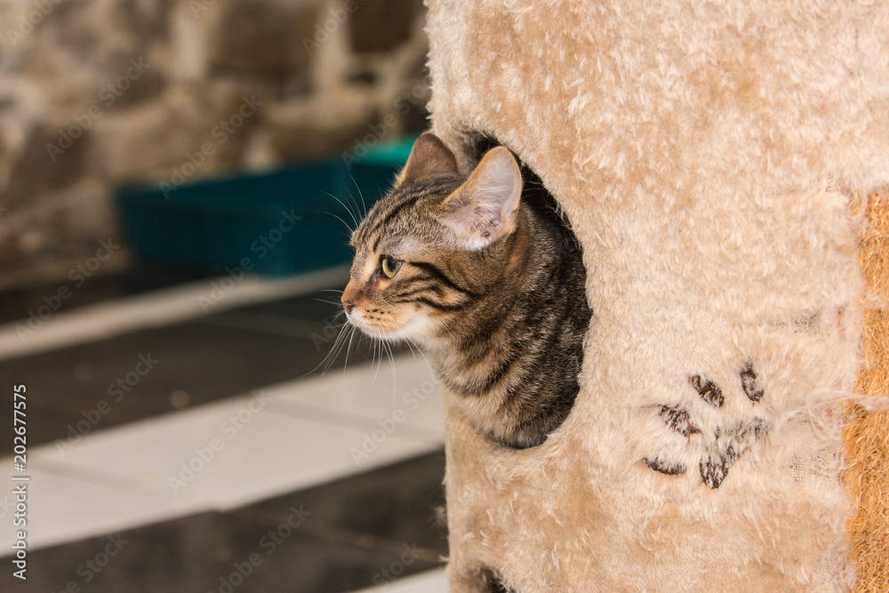 portrait of european type cat in animal shelter in belgium.. Stock Photo |  Adobe Stock