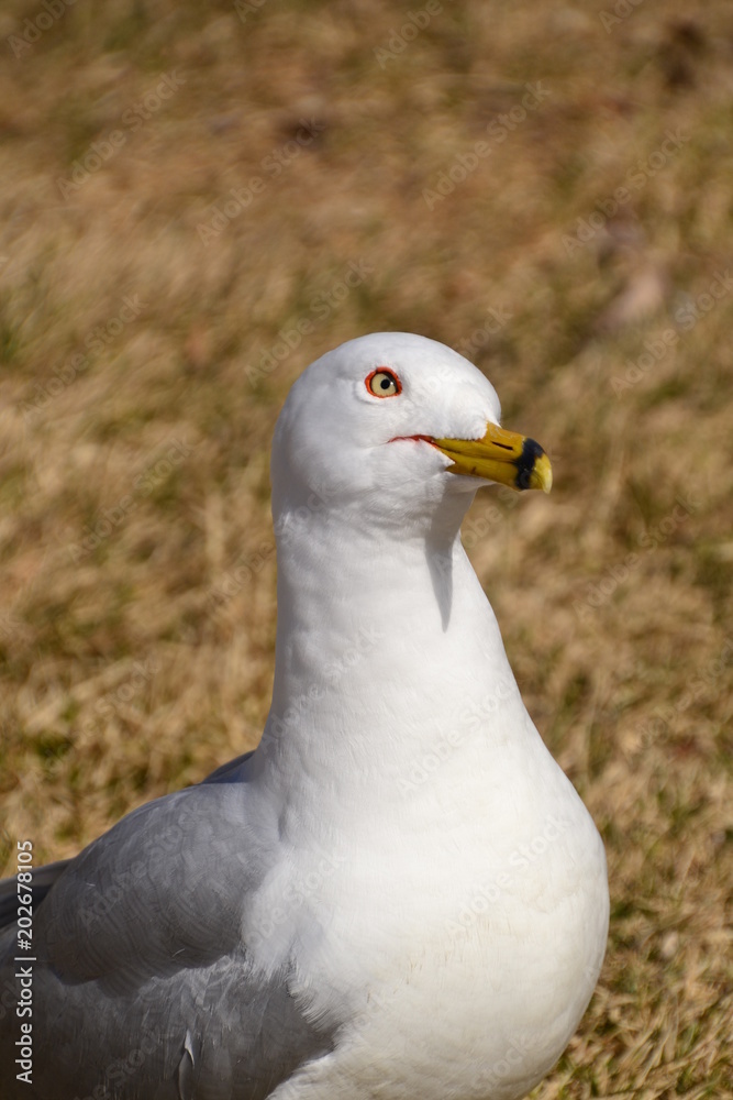 Curious Ring Billed Gull