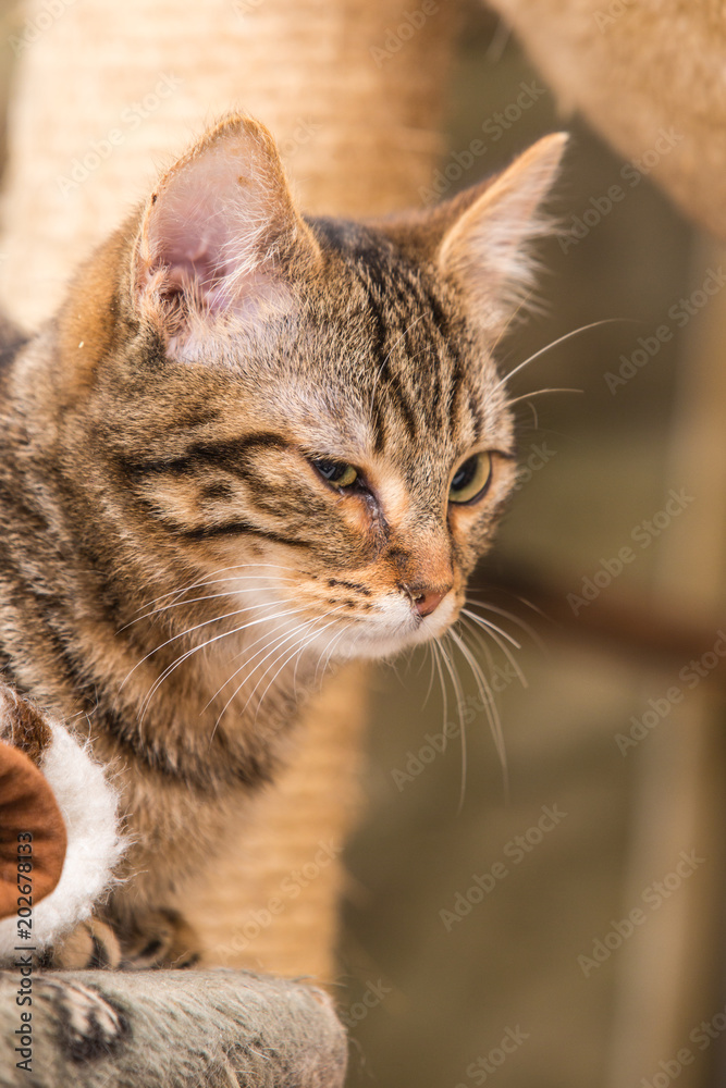 portrait of european type cat in animal shelter in belgium..