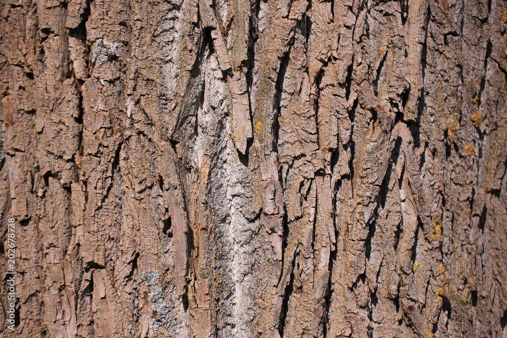 baum baum