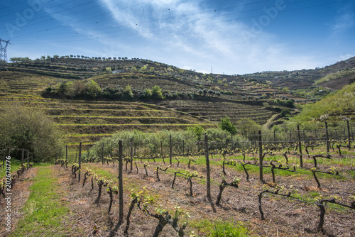 spring in the Douro valley, view of the hills overgrown with vines, Portugal