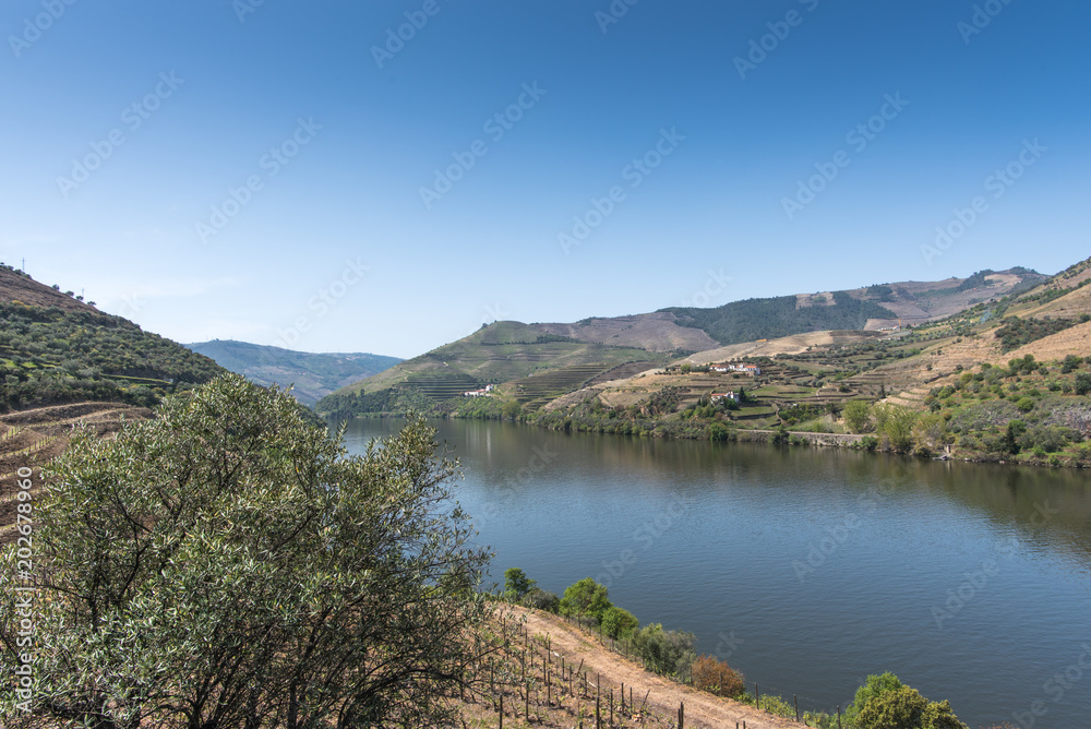 spring in the Douro valley, view of the hills overgrown with vines