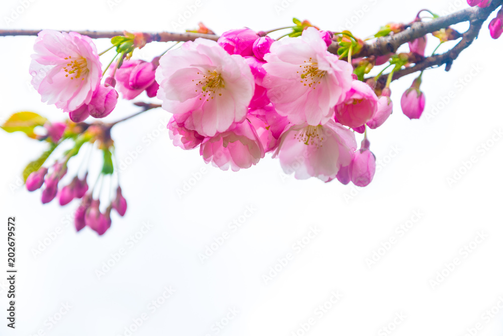 Spring time, branch of Cherry blossom