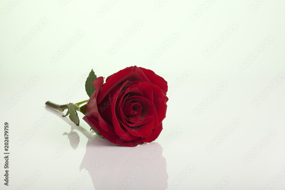 Fototapeta premium bouquet, pink, roses, 
