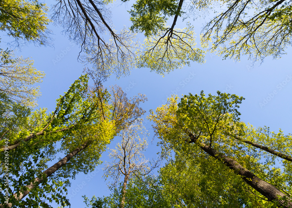 Obraz premium Frühlingswald