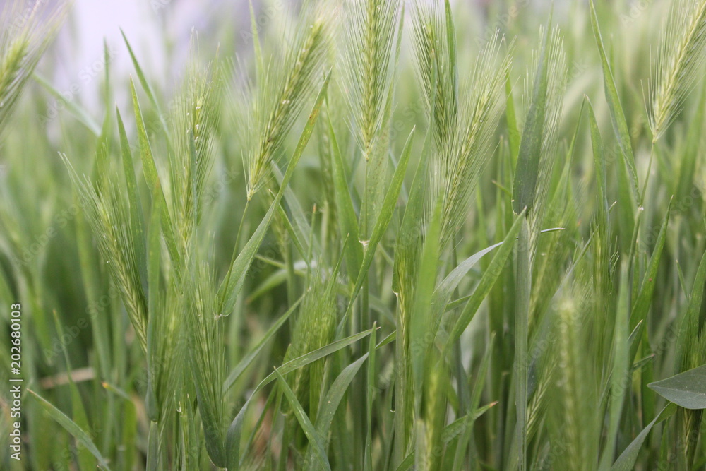 Wheat field background 