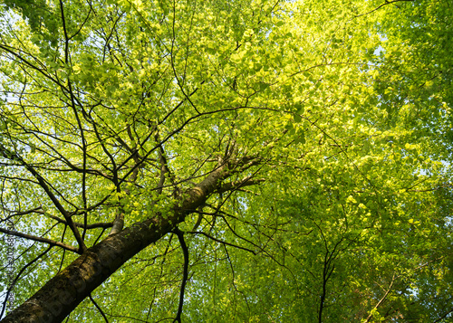 Rotbuchenlaub im Frühjahr / Rotbuche (Fagus sylvatica) Laub, Blätter