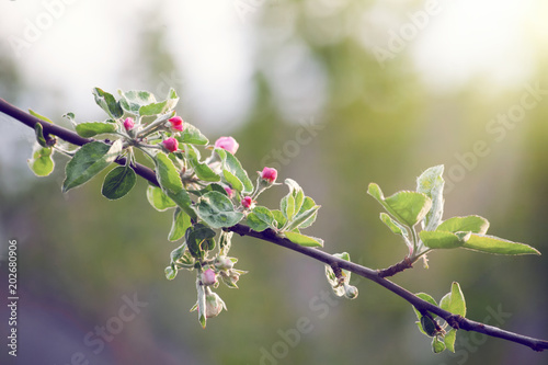 flowers of an apple. branch