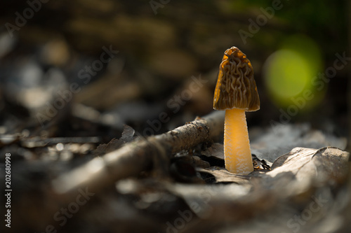 Ptychoverpa bohemica photo