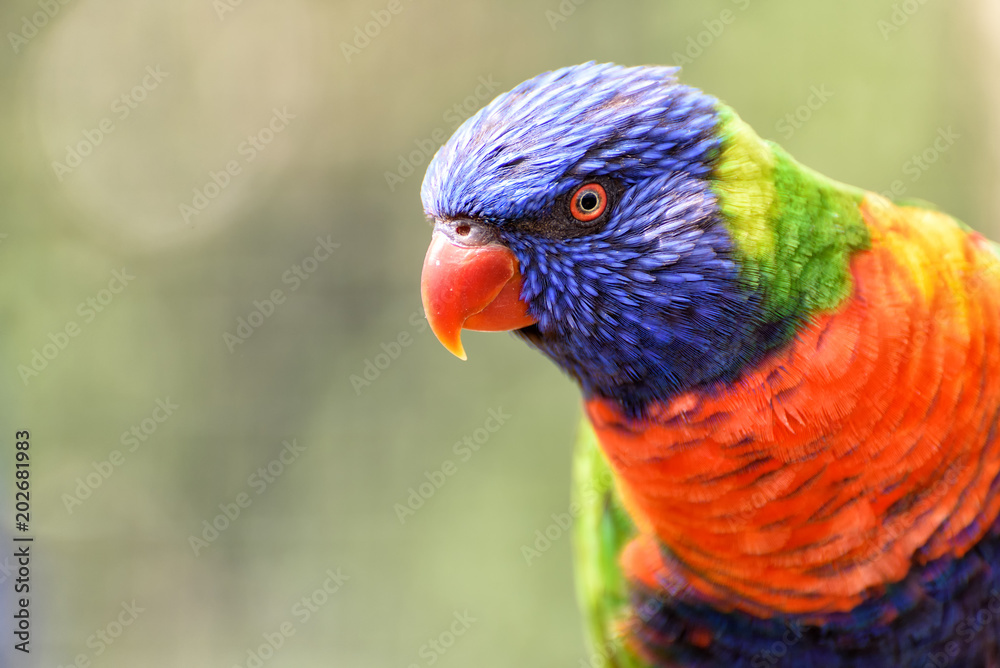 little rainbow lorikeet with colorful feathers