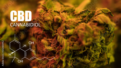 How To Grow Huge Marijuana Buds.   Marijuana Buds Harvest