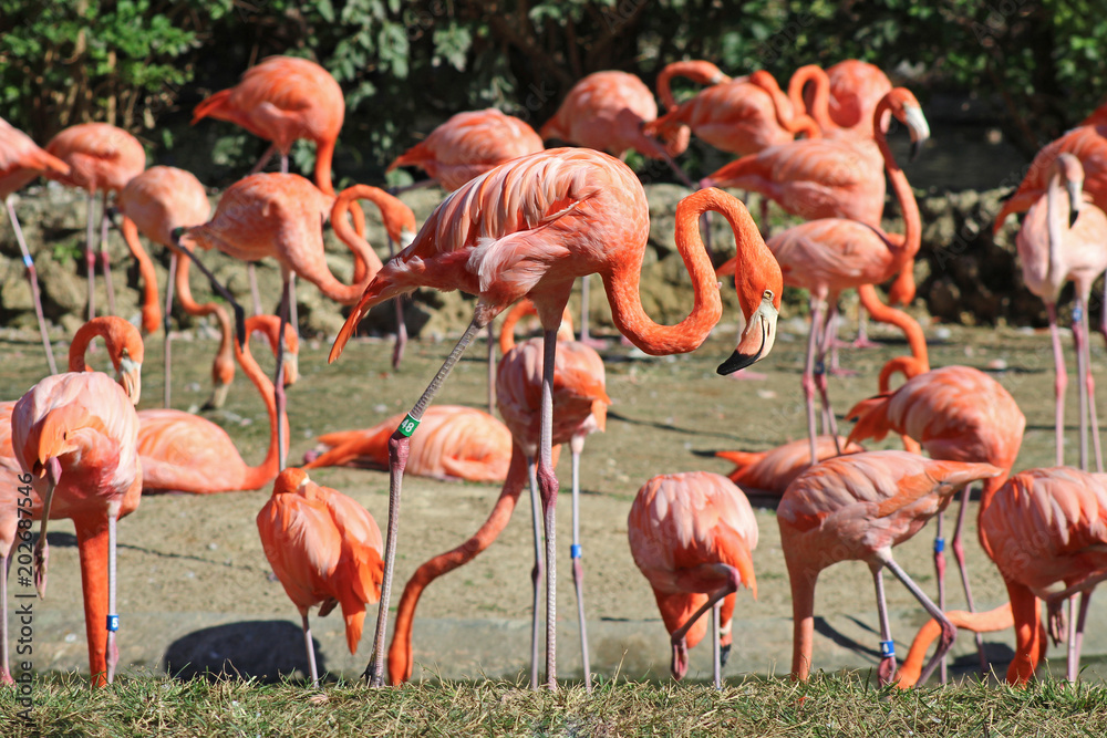 Flamingo Flamingo
