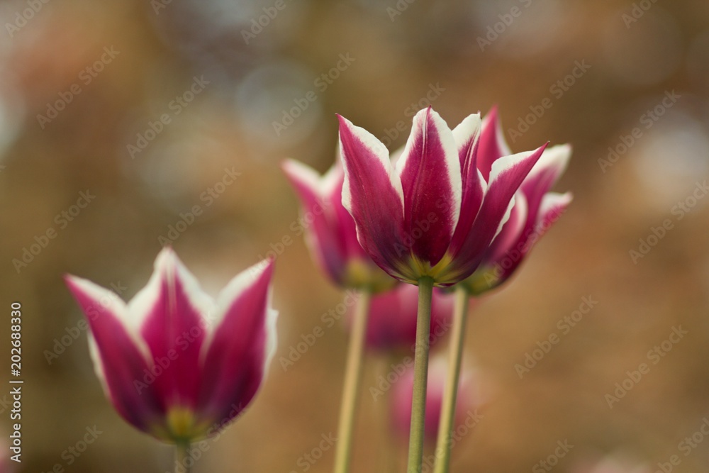 Fototapeta premium Spring tulip flower, floral background, spring scene.
