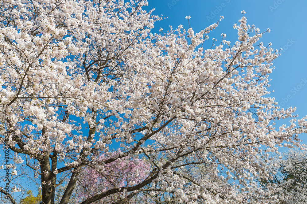 Japanese Sakura cherry blossom in spring season Japanese Sakura cherry blossom in spring season