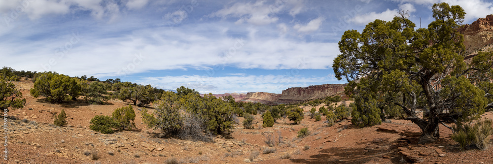 viewpoint of capitol reef national park in utah in the spring time with clear blue skies, rock outcrops, canyons, narrows and juniper trees viewpoint of capitol reef national park in utah in the spring time with clear blue skies, rock outcrops, canyons, narrows and juniper trees