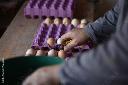Collecting the healthy eggs