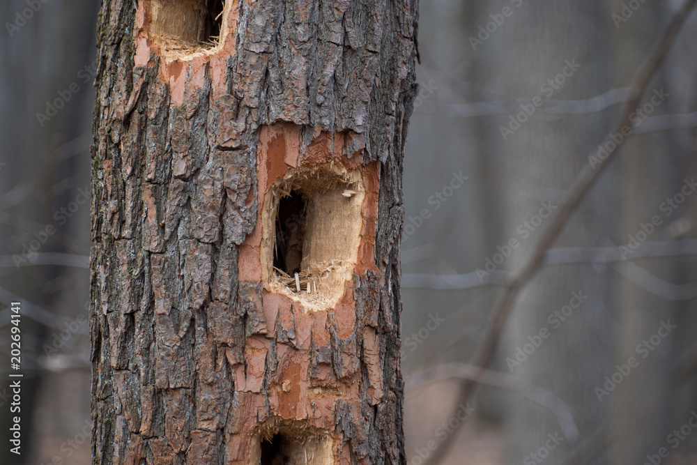 Fototapeta premium Woodpecker Hole