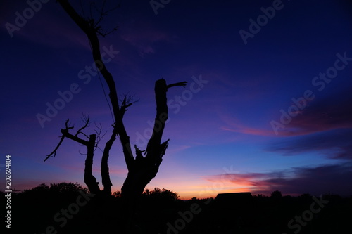 silhouette tree and sunset