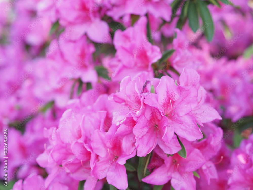 満開に咲くピンク色のツツジ