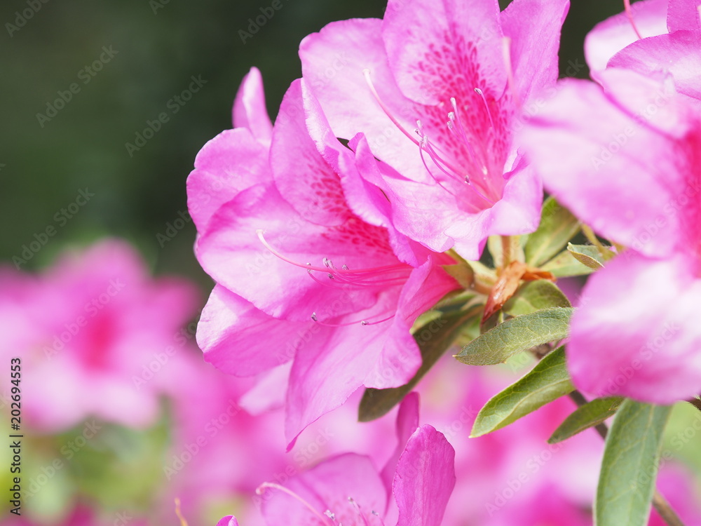 Fototapeta premium 満開に咲くピンク色のツツジ
