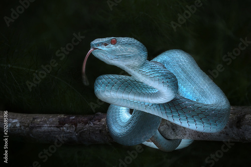 Snake - Viper - Reptile Series