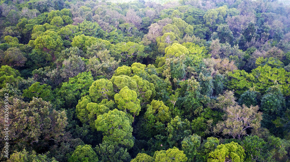 Rainforest. Aerial photo forest jungle