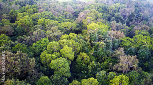 Rainforest. Aerial photo forest jungle