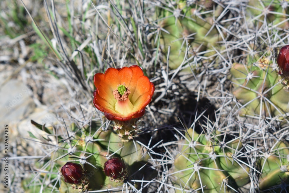 cactus close up with orange flowers in the desert cactus close up with orange flowers in the desert
