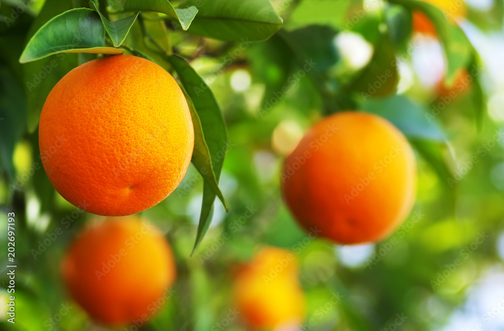 ripe oranges  closeup