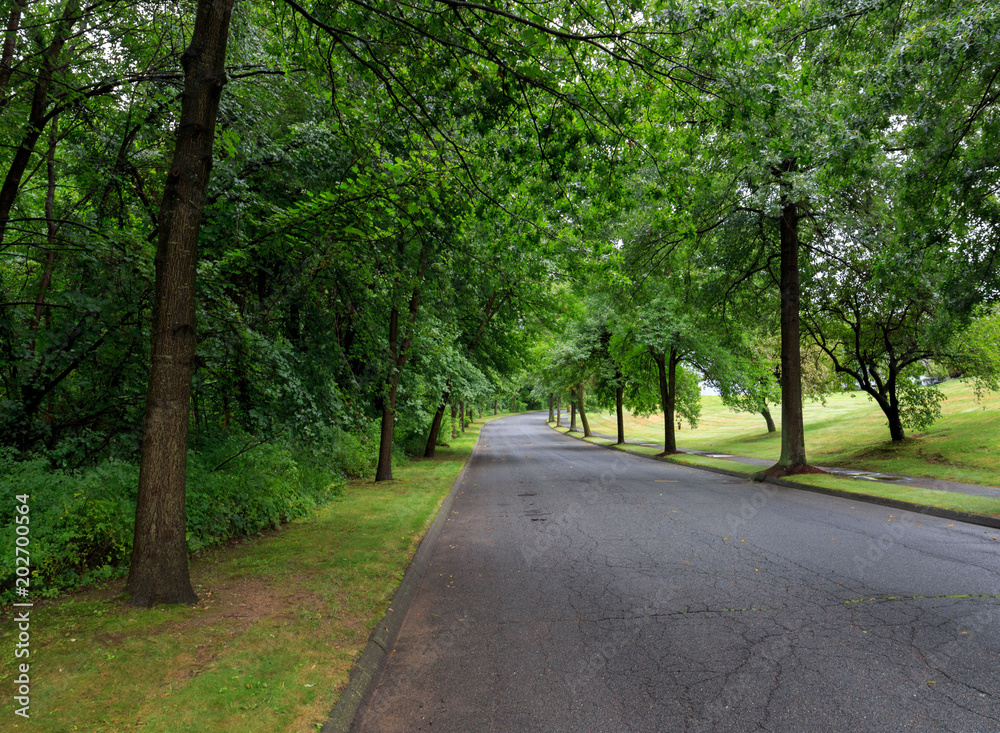 Tree lined road between forest and grass hill