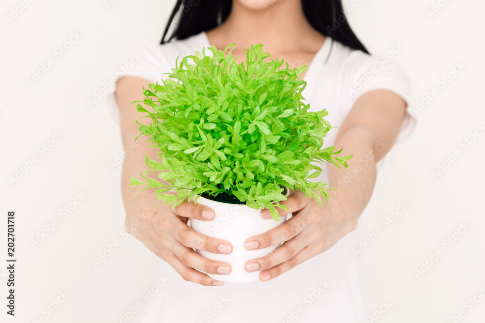 Woman holding a green tree nature on white background Woman holding a green tree nature on white background