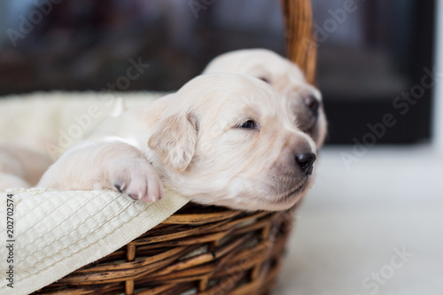 Portrait of two weeks old golden retriever puppy in the basket. Golden retriever baby boy with white ribbon is trying to escape from the basket