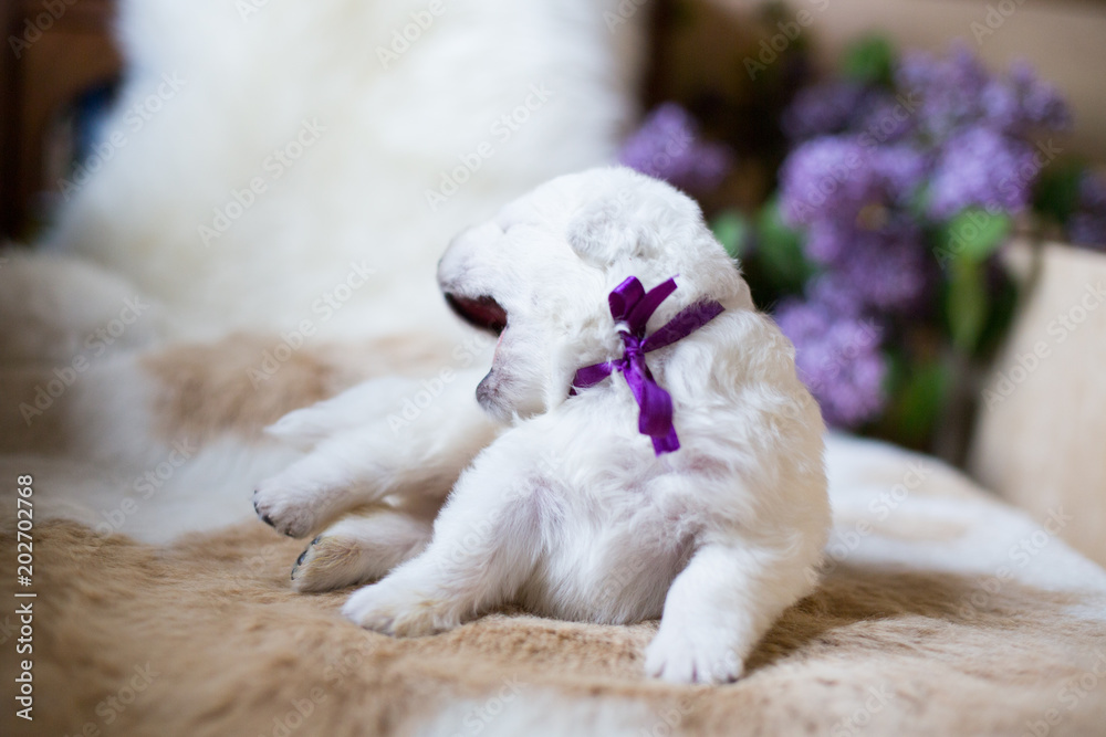 Close-up of one week old maremma puppy lying on the cow's fur. Profile portrait of Cute white puppy with purple ribbon is saying hello world Close-up of one week old maremma puppy lying on the cow's fur. Profile portrait of Cute white puppy with purple ribbon is saying hello world