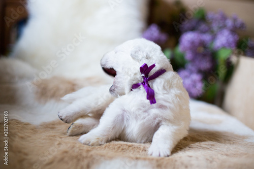 Close-up of one week old maremma puppy lying on the cow's fur. Profile portrait of Cute white puppy with purple ribbon is saying hello world