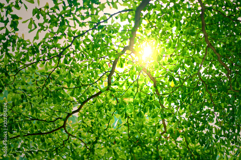 Fototapeta premium Sun ray or light behind the branches of green leaves or foliage tree