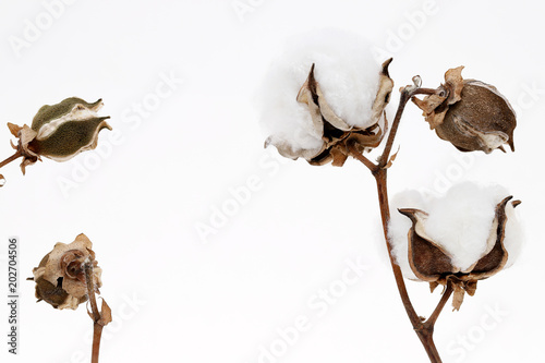 綿花 綿 植物